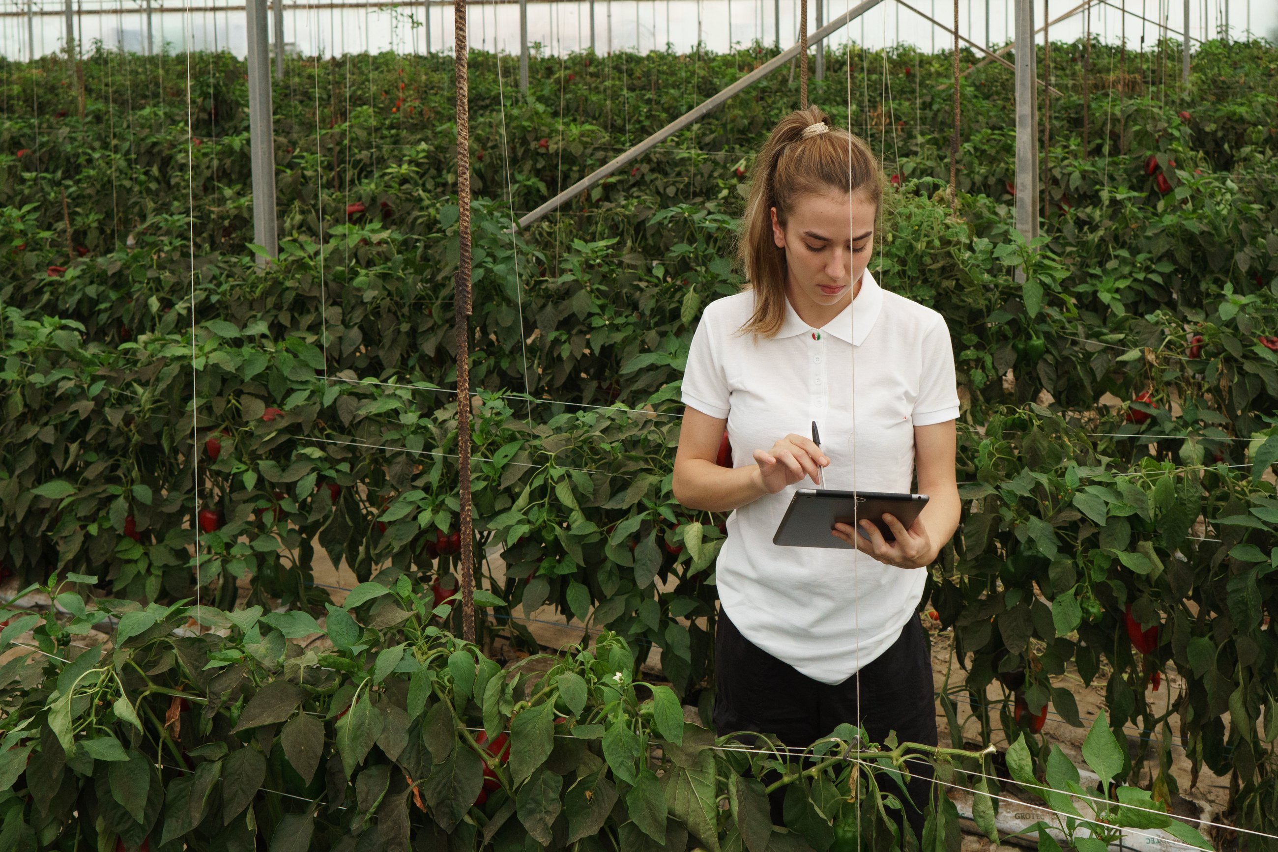 Regenerative Farming Farmer Monitoring Plants in Indoor Farm